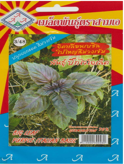 big leaf basil seeds (op) – large aromatic leaves | high purity 98% | all season herb seeds