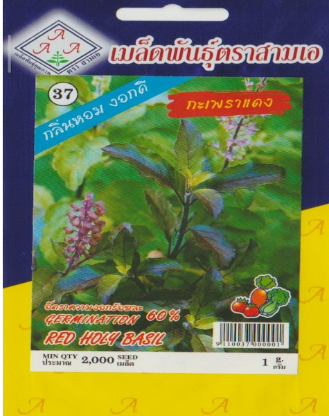 holy basil seeds (op) – 98% purity | 60% germination | all season tulsi seeds | fast growing medicinal herb