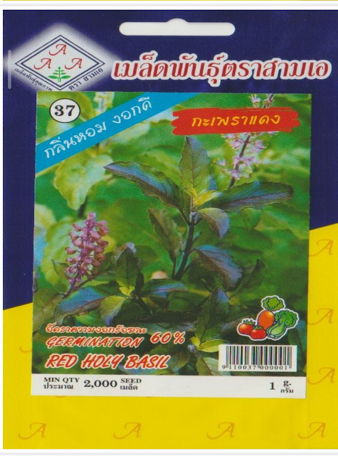 holy basil seeds (op) – 98% purity | 60% germination | all season tulsi seeds | fast growing medicinal herb