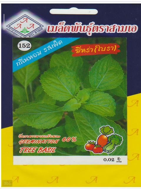 tree basil seeds (op) – high purity 98% | easy growing | all season herb seeds