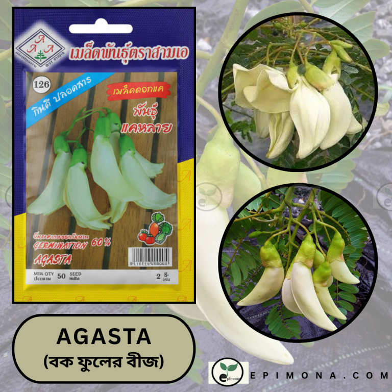 প্রিমিয়াম কোয়ালিটি সাদা বক ফুলের বীজ (agasta flower seeds) ৫০টি বীজের প্যাকেট