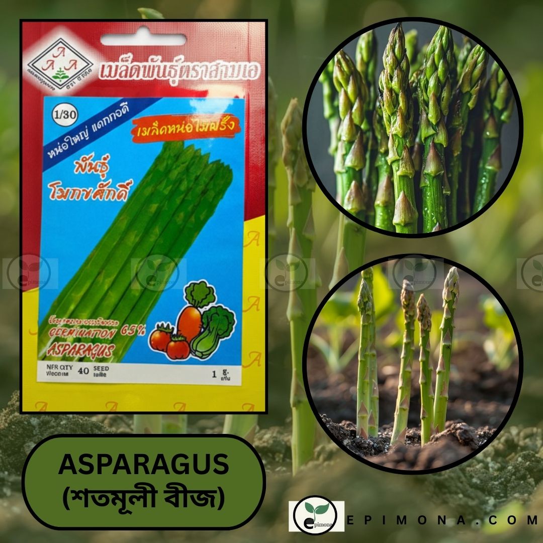 প্রিমিয়াম কোয়ালিটি হাইব্রিড শতমূলী বা অ্যাসপারাগাস ( বীজের প্যাকেট (৪০+ বীজ)