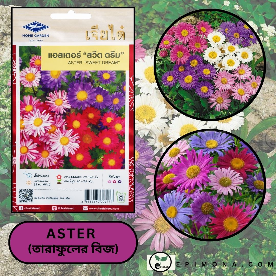 প্রিমিয়াম কোয়ালিটি মিক্সড কালার অ্যাস্টার "aster" ফুলের বীজ (২৫টি+ বীজ)