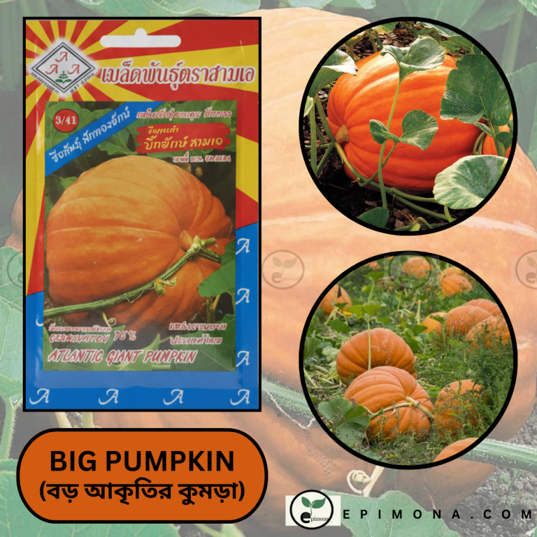আটলান্টিক জায়ান্ট কুমড়া বীজ বিশাল আকৃতির প্রিমিয়াম জাত (atlantic giant pumpkin seeds)