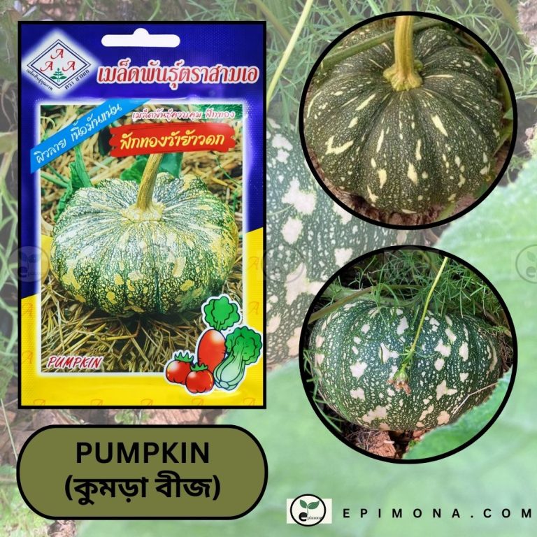 প্রিমিয়াম কোয়ালিটি হাইব্রিড মিষ্টি কুমড়া বীজ triple a (aaa) hybrid pumpkin seeds