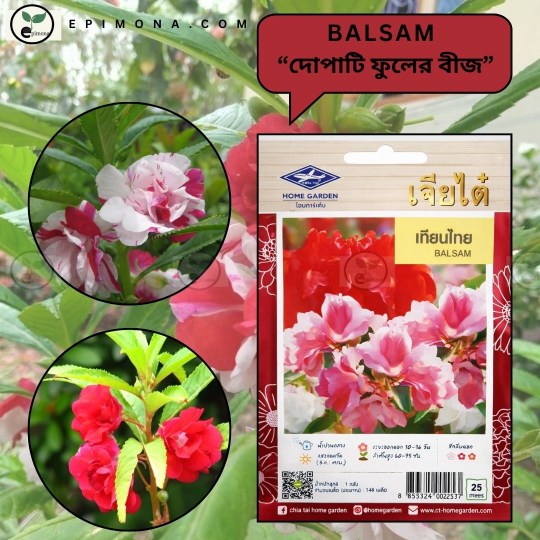 প্রিমিয়াম কোয়ালিটি হাইব্রিড দোপাটি ফুলের বীজ (balsam flower seeds) মিক্স কালার
